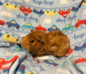 Rescue Guinea Pig Guinea Pigs for Adoption in Pasco, Washington - Pontiac | PetCurious